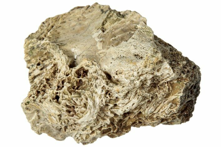 Fossil Tyrannosaur (T rex) Bone Section - Wyoming #313884